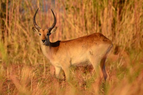 Antelope Pics