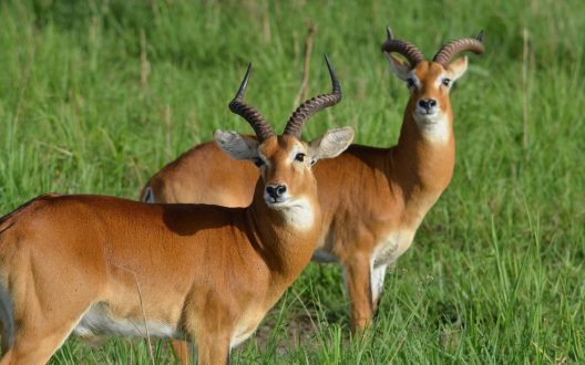 Antelope images