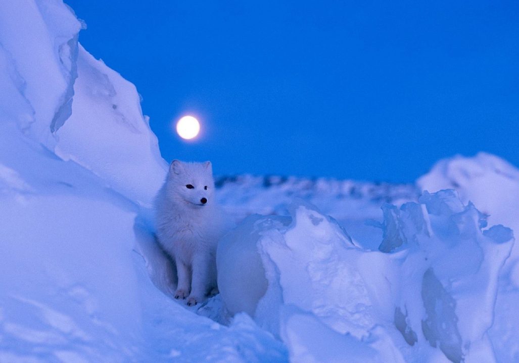 Arctic Fox Background