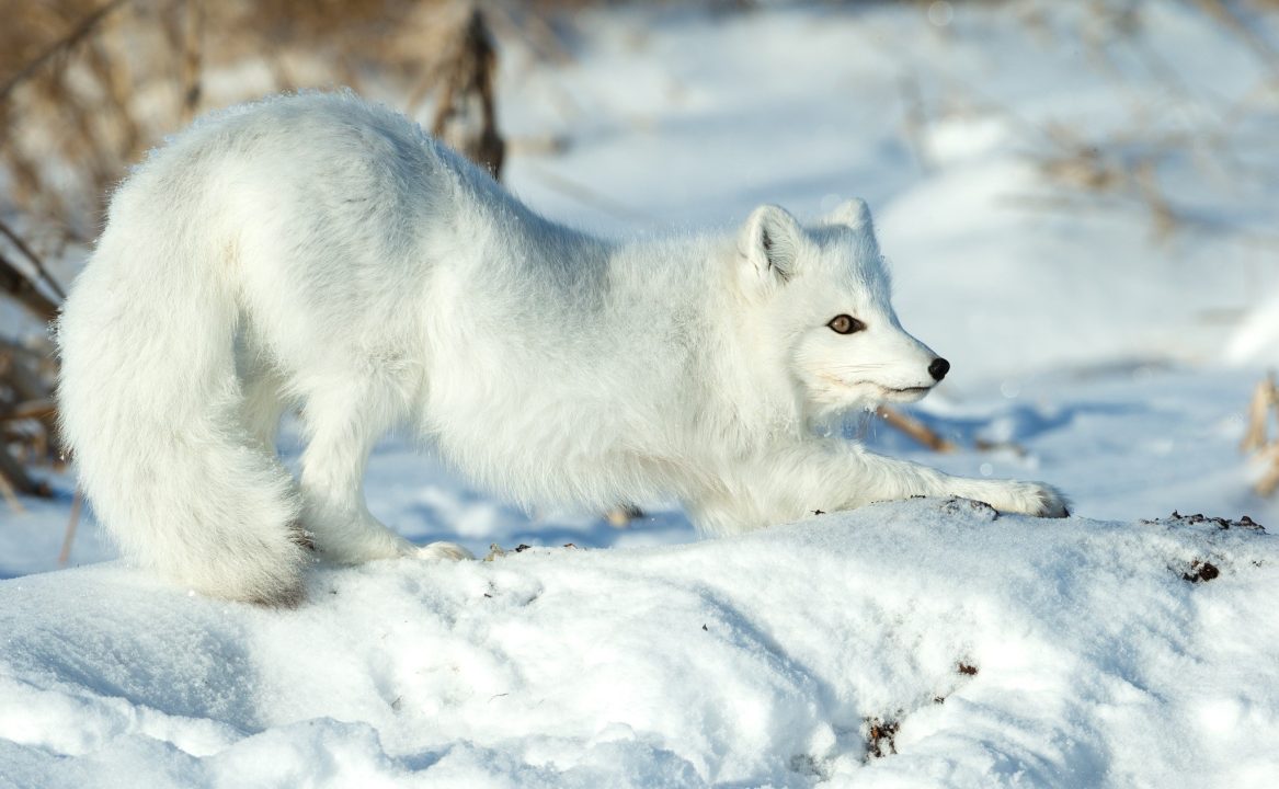 Arctic Fox Background Wallpapers