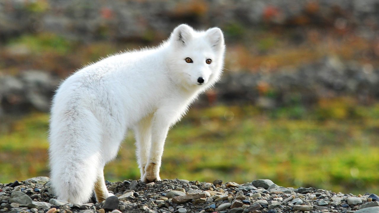 Arctic Fox Computer Wallpapers