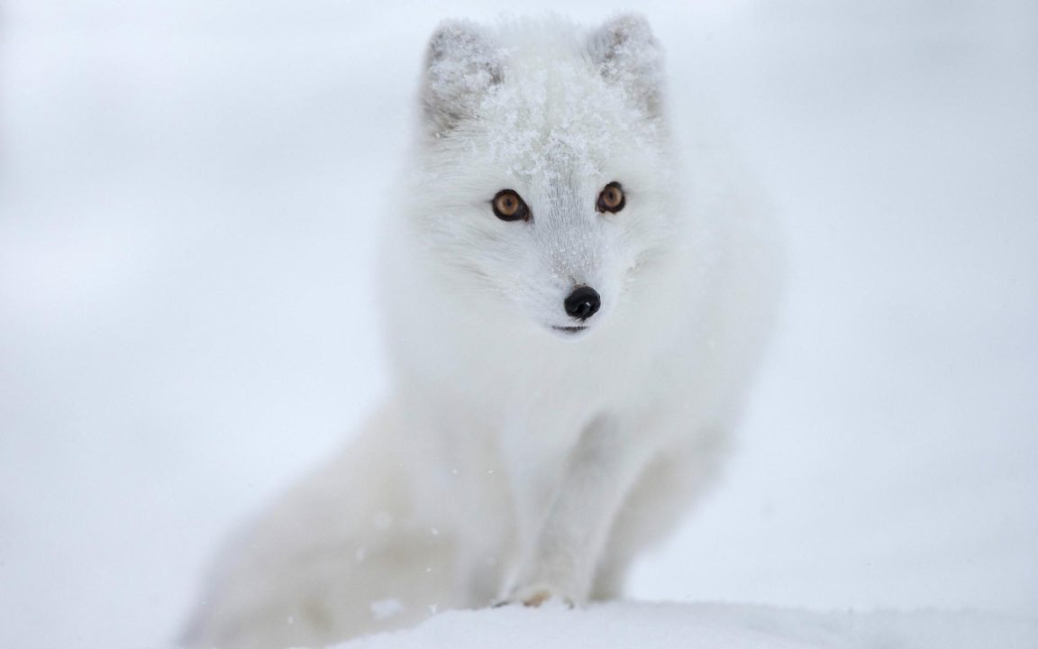 Arctic Fox Desktop