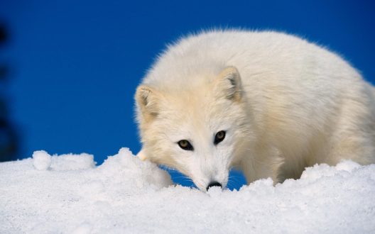 Arctic Fox HD