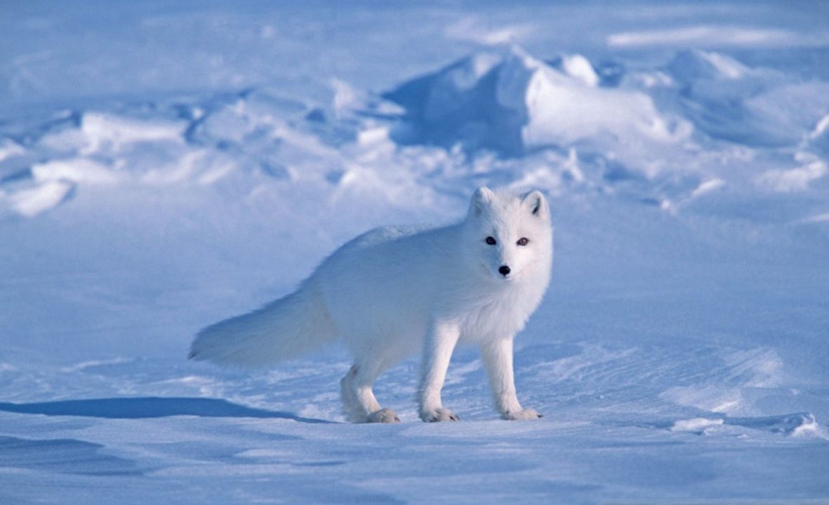 Arctic Fox Laptop Wallpapers