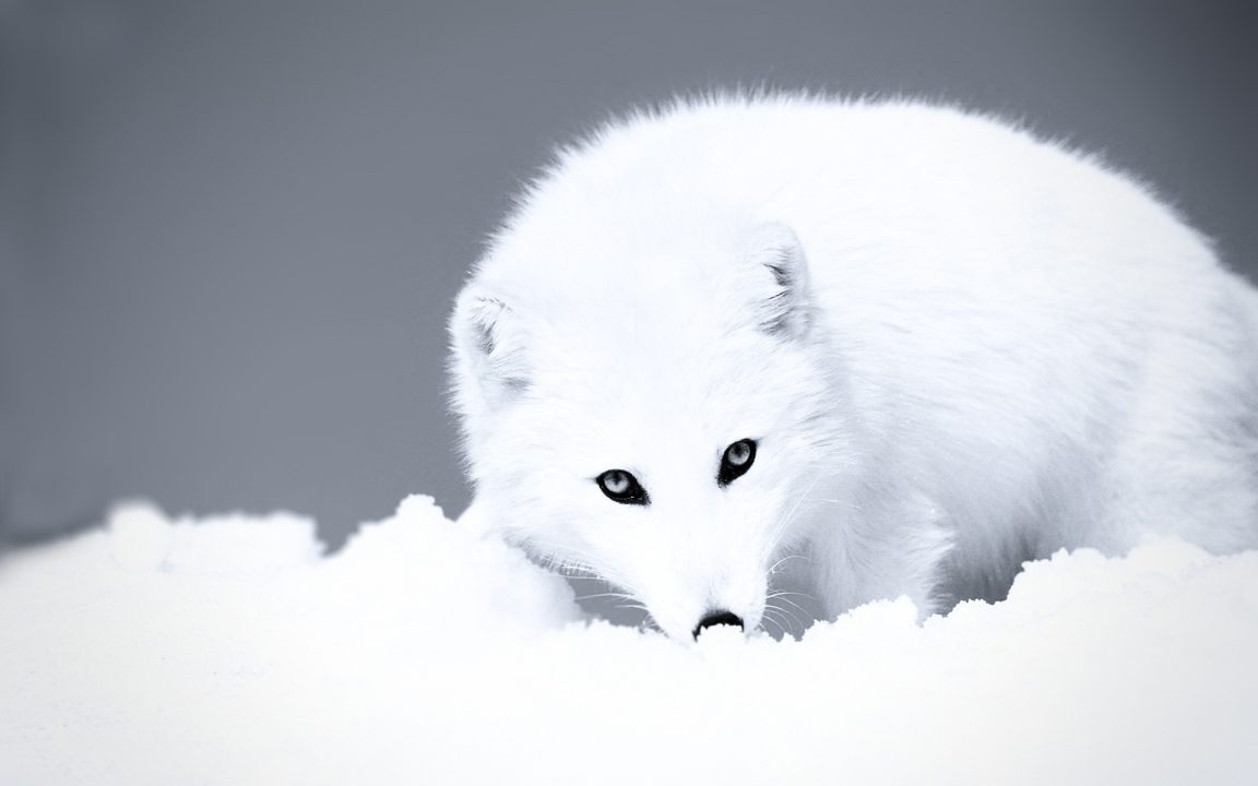 Arctic Fox Pics