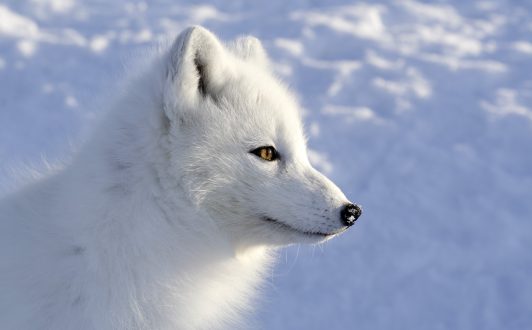 Arctic Fox Pictures