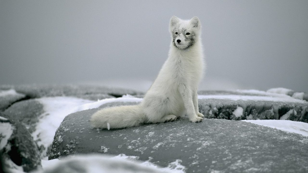 Arctic Fox Wallpapers