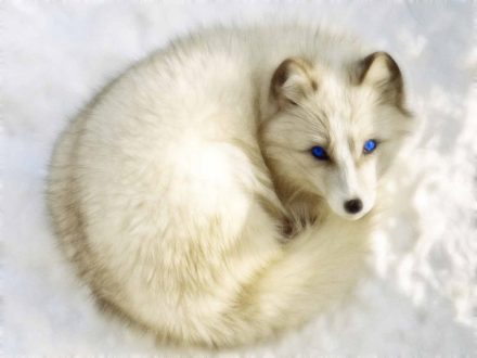 Arctic Fox Wallpapers for PC