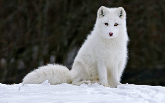 Arctic Fox Windows Wallpapers