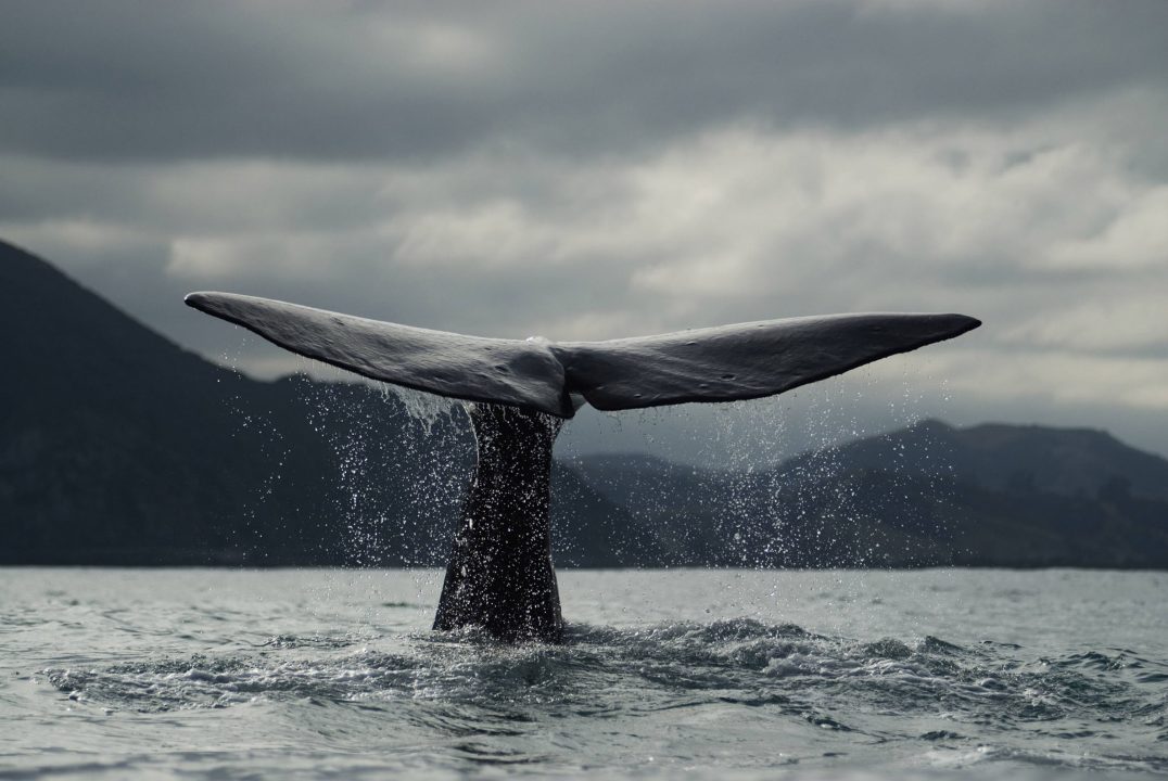 Blue Whale Background images