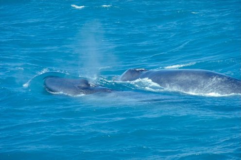 Blue Whale Pics