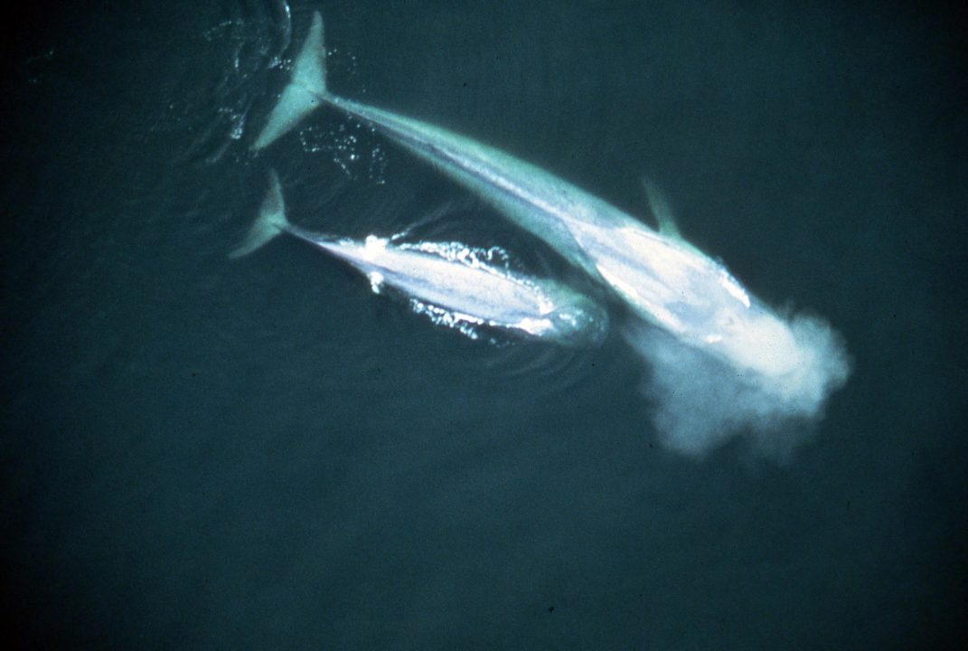 Blue Whale Pictures