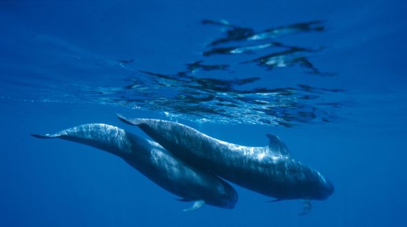 Blue Whale Wallpapers 2