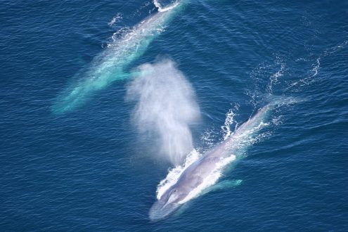 Blue Whale Widescreen