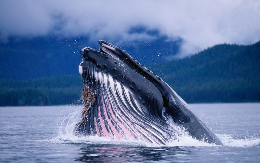 Blue Whale images