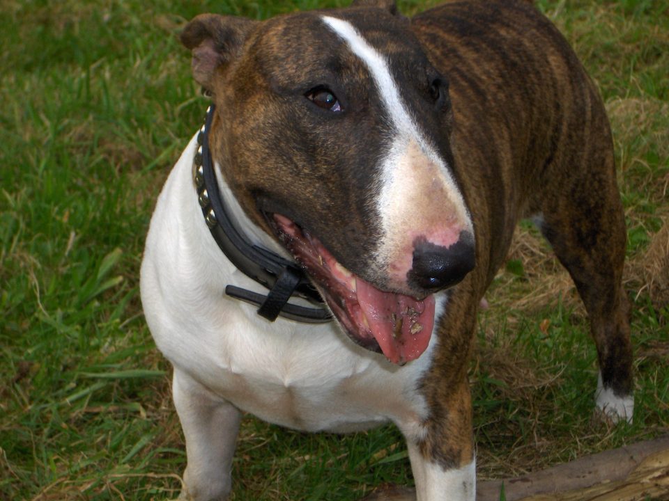 Bull Terrier