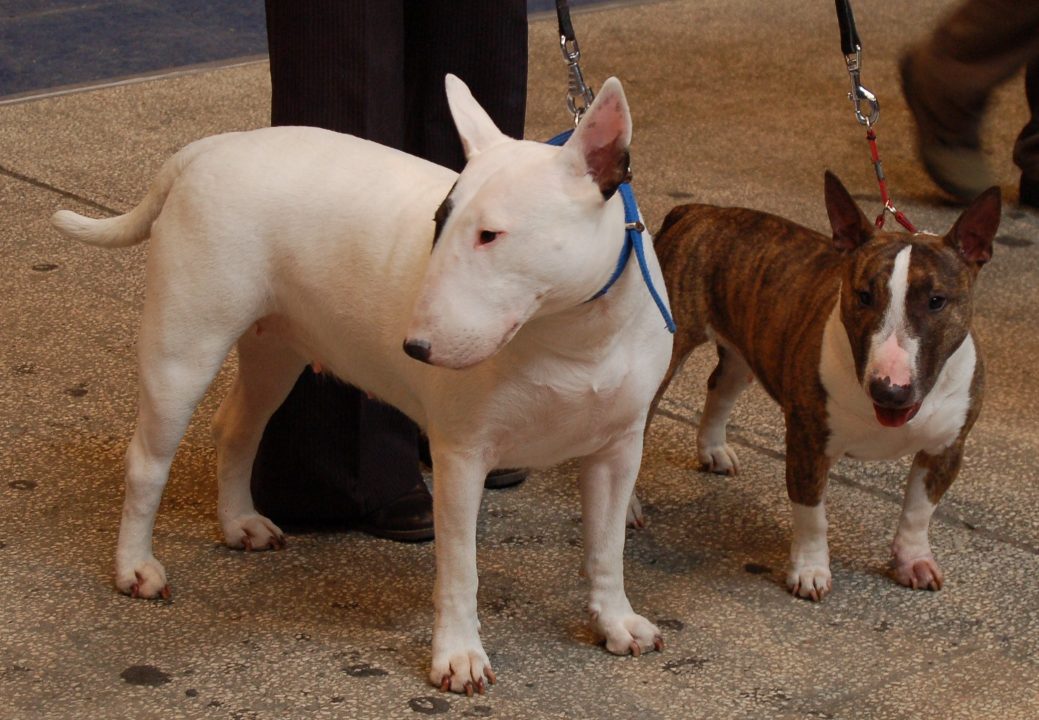 Bull Terrier Background images