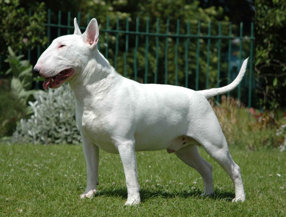 Bull Terrier Desktop Wallpapers