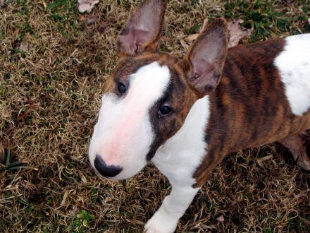 Bull Terrier Photo Gallery