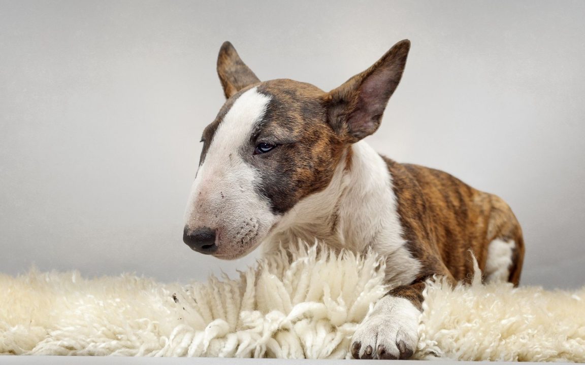 Bull Terrier Photos