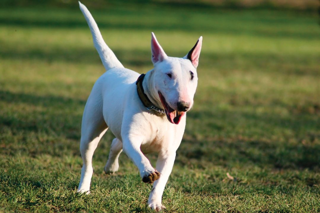 Bull Terrier Pictures