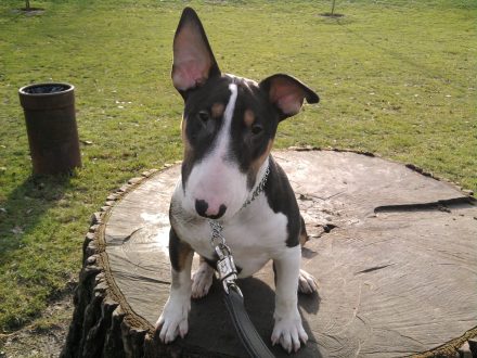 Bull Terrier Wallpapers