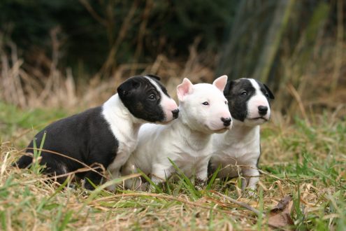 Bull Terrier Wallpapers for Computer