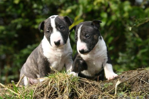 Bull Terrier images