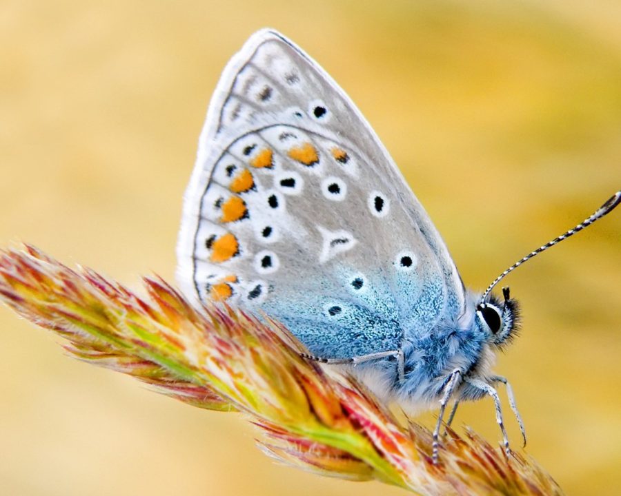 Butterfly Background