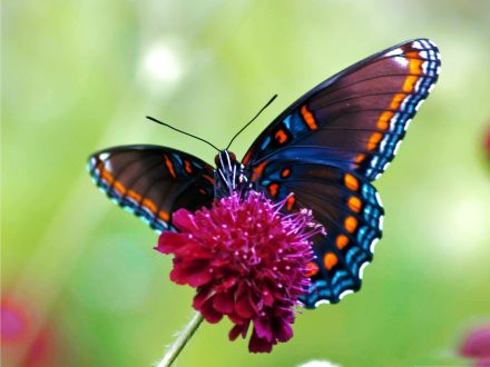 Butterfly Laptop Wallpapers