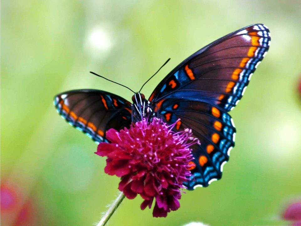 Butterfly Laptop Wallpapers