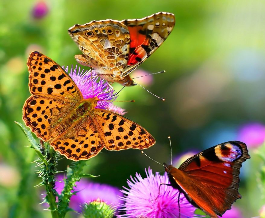 Butterfly Wallpapers