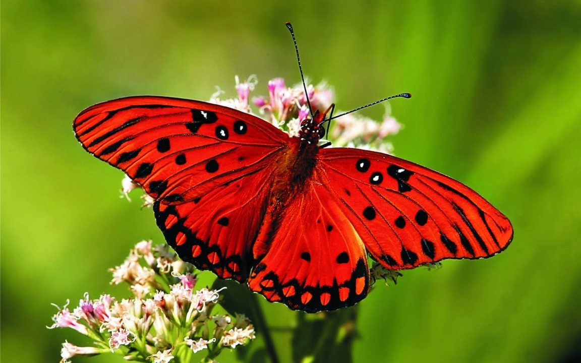 Butterfly Windows Wallpapers