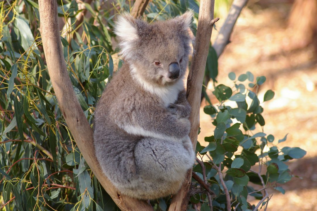 Koala 2