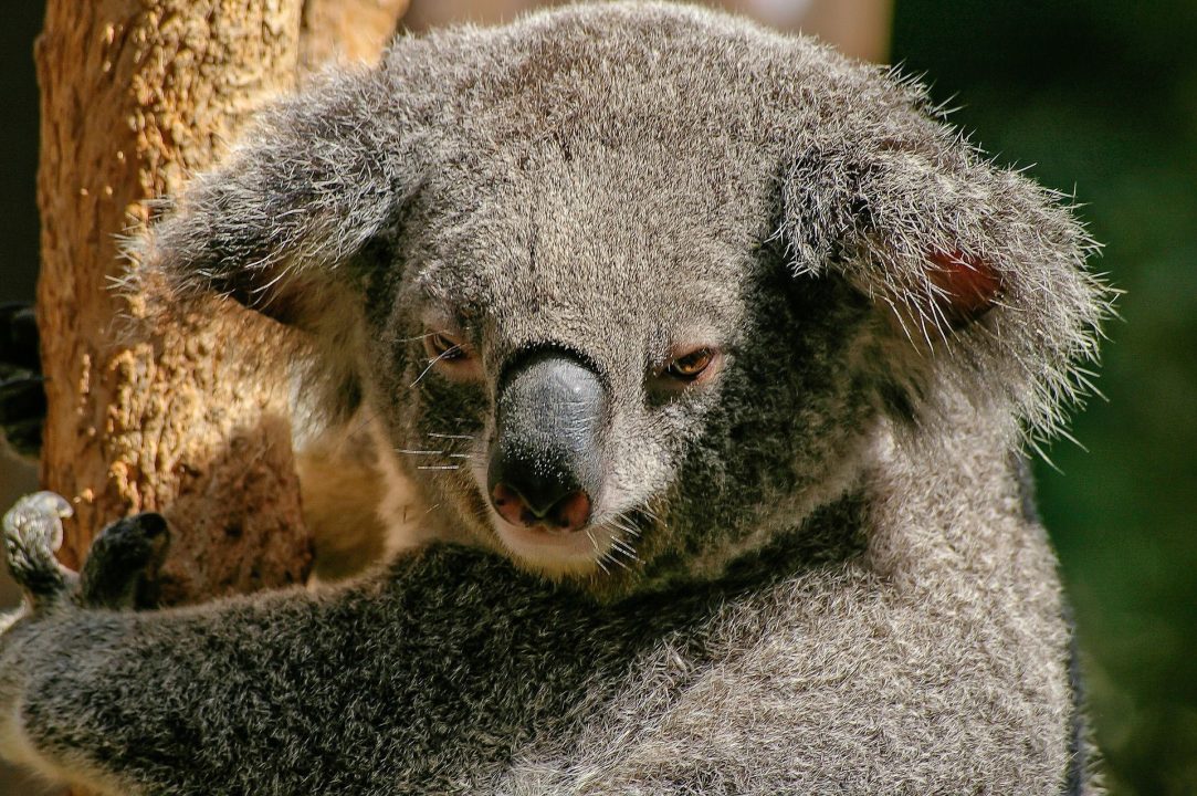 Koala 4