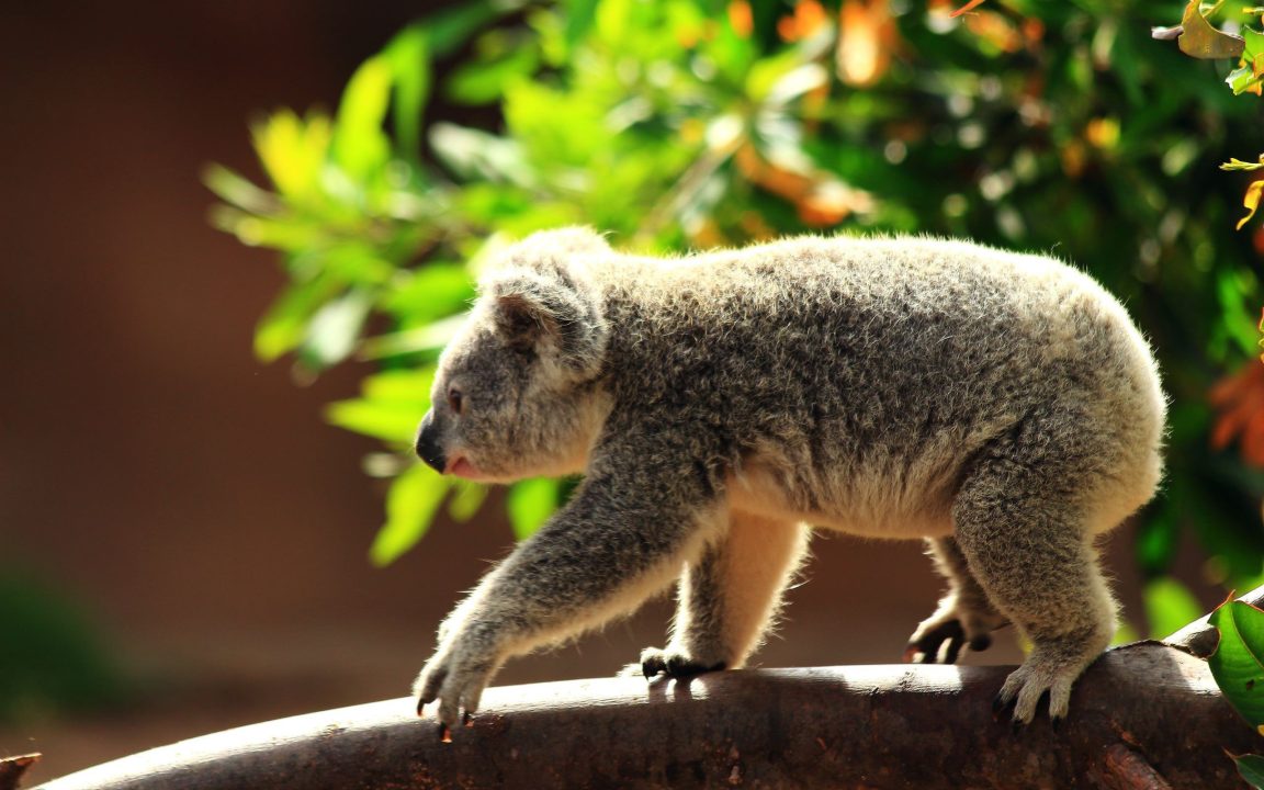 Koala 5