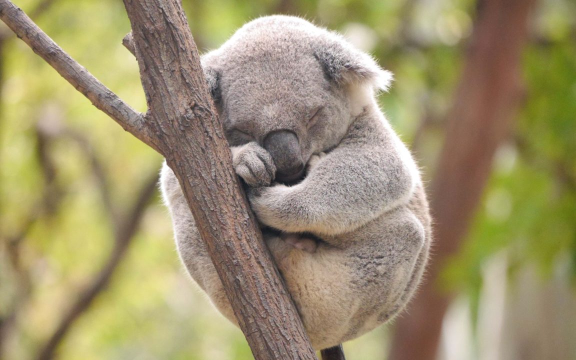 Koala Background