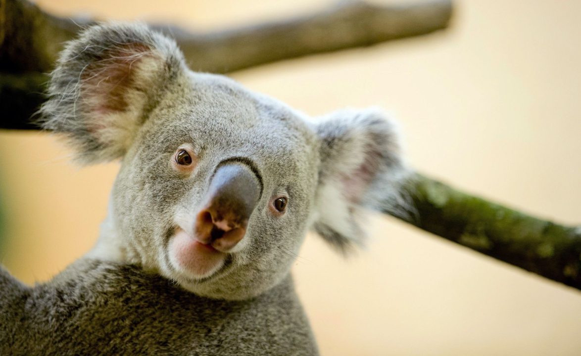 Koala Desktop