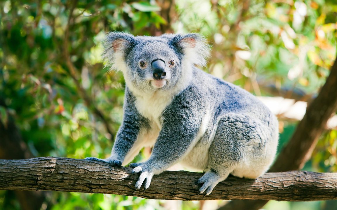 Koala Desktop images