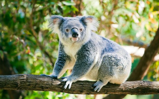 Koala Desktop images