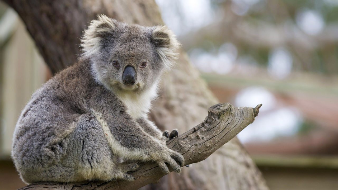 Koala Laptop Wallpapers