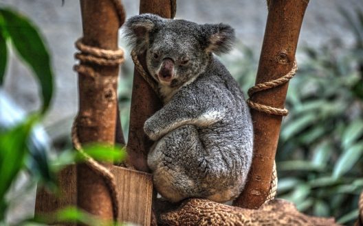 Koala Photo Gallery