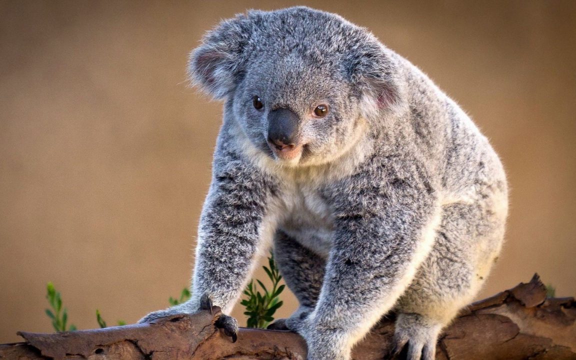 Koala Photos