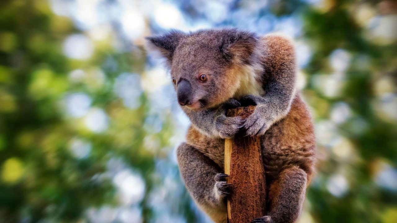 Koala Pics