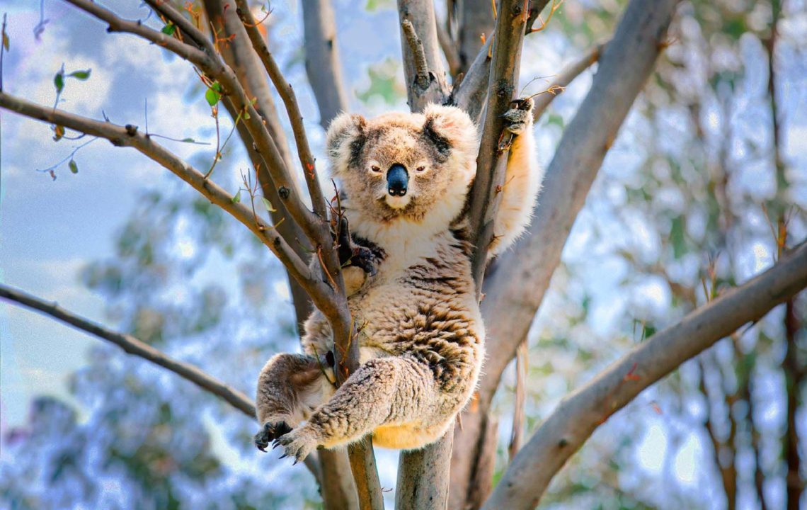 Koala Pictures