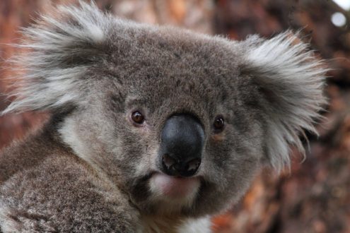 Koala Windows Wallpapers