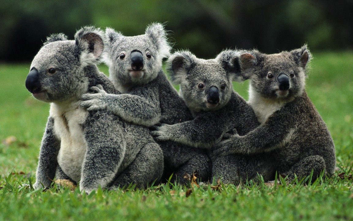 Koala images