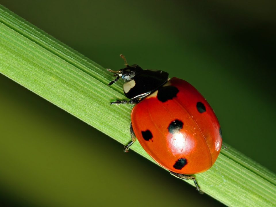 Ladybird