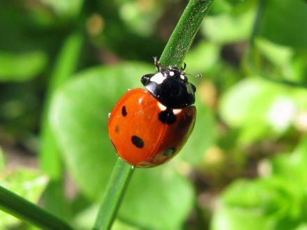 Ladybird Background images