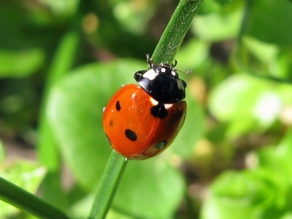 Ladybird Background images